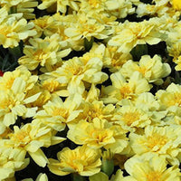 Heirloom Alumia Vanilla Flower seeds for Planting Vibrant Colors Heirloom & GMO Free Seeds for Home Garden