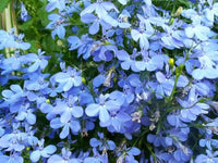 Regatta Flower seeds for Planting Wildflower Mix Heirloom & GMO Free Seeds for Home Garden