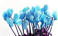Sky Blue Cyclamen Flower seeds for Planting Easy to Grow Heirloom & GMO Free Seeds for Home Garden