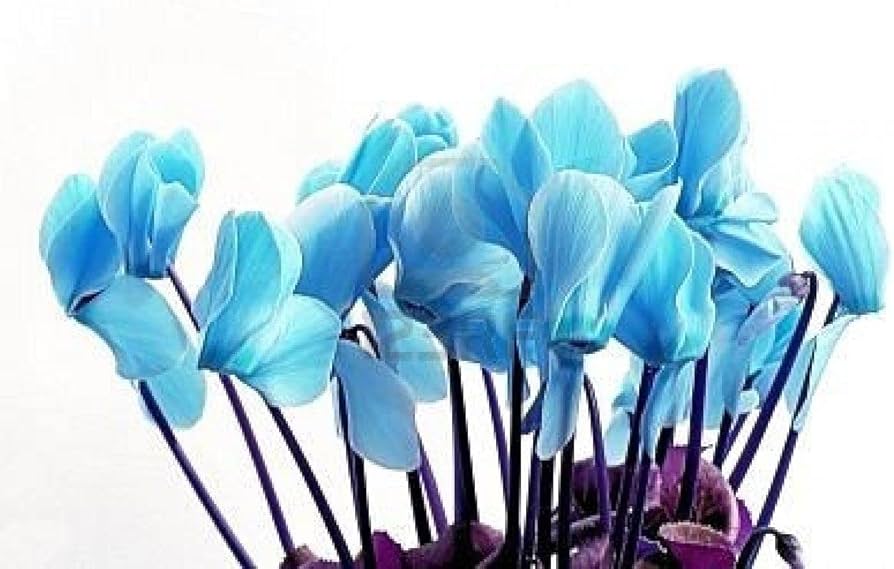 Blue Cyclamen Flower seeds for Planting Compact Growth Heirloom & GMO Free Seeds for Home Garden 
 
 Sale