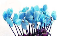 Blue Cyclamen Flower seeds for Planting Compact Growth Heirloom & GMO Free Seeds for Home Garden 
 
 Sale