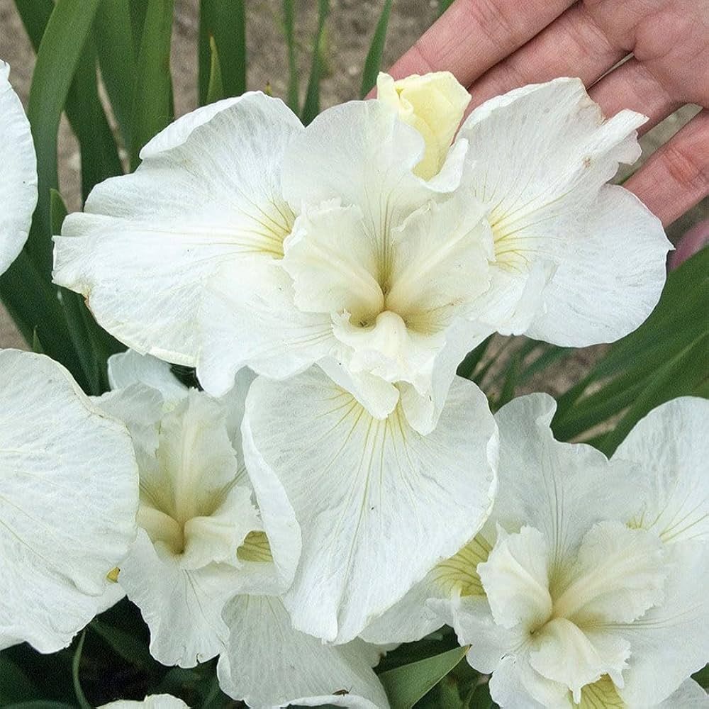 White Germanica Flower Seeds for Planting - Elegant Blooms for Your Garden