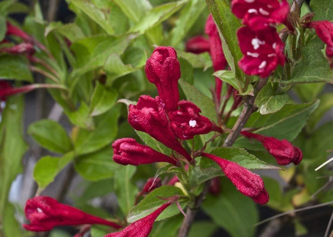 Weigela Flower seeds for Planting Drought Tolerant Heirloom & GMO Free Seeds for Home Garden
 
 Sale