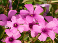 Oxalis Pink Flower Seeds - Perfect for Planting in Your Garden