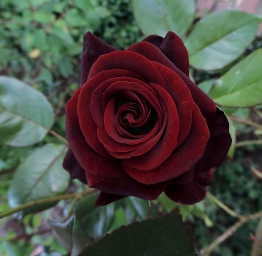 Maroon Climbing Rose Flower seeds for Planting Sun Loving Heirloom & GMO Free Seeds for Home Garden 
 
 Sale