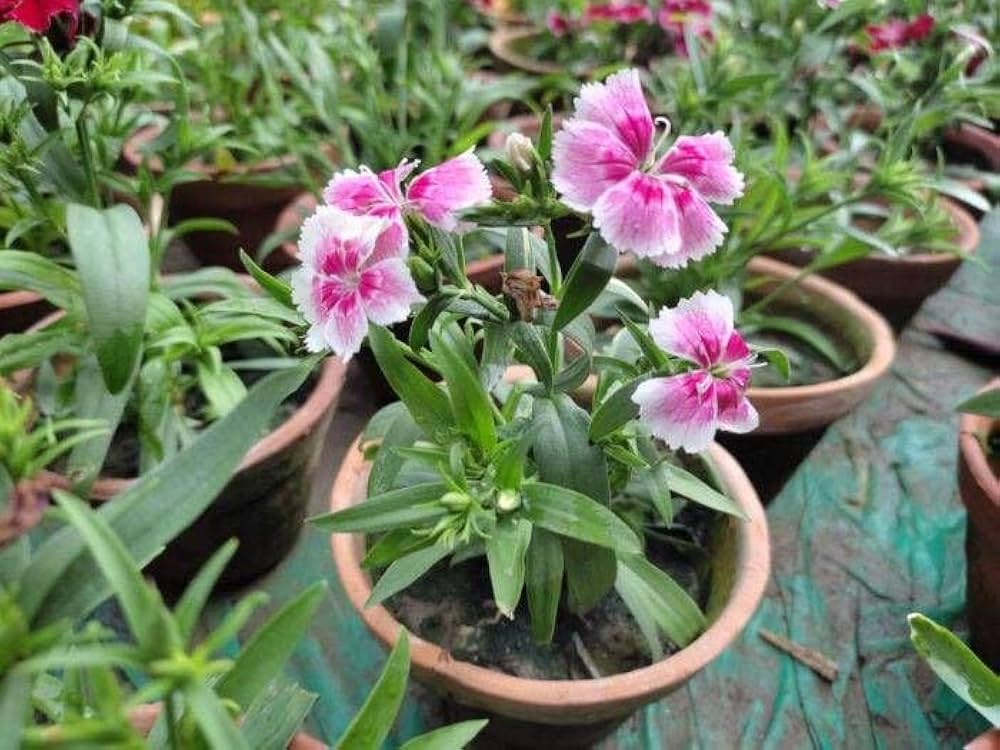 White Pink Carnation Flower seeds for Planting Vibrant Colors Heirloom & GMO Free Seeds for Home Garden