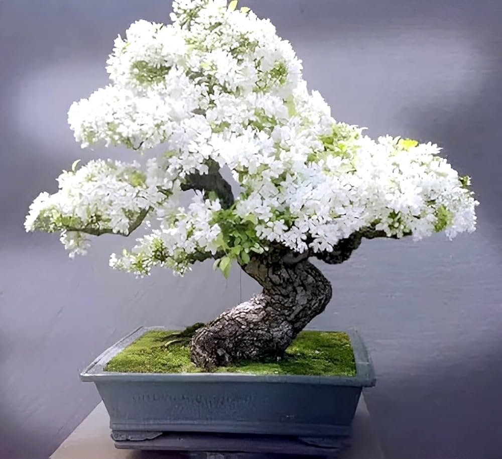 Tarassaco Seeds, Bonsai Flowers, Genuine Biological Flower for Domestic Gardens