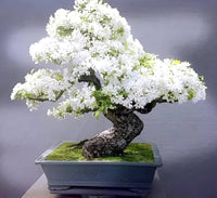 Tarassaco Seeds, Bonsai Flowers, Genuine Biological Flower for Domestic Gardens