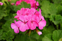 Purple Tornado Geranium Flower seeds for Planting - Garden Favorite, Heirloom & GMO Free Seeds for Home Garden