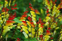Mina Lobata Flower seeds for Planting Bright Blooms Heirloom & GMO Free Seeds for Home Garden