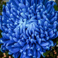 Purple Blue Chrysanthemum Flower seeds for Planting - Compact Growth, Heirloom & GMO Free Seeds for Home Garden
