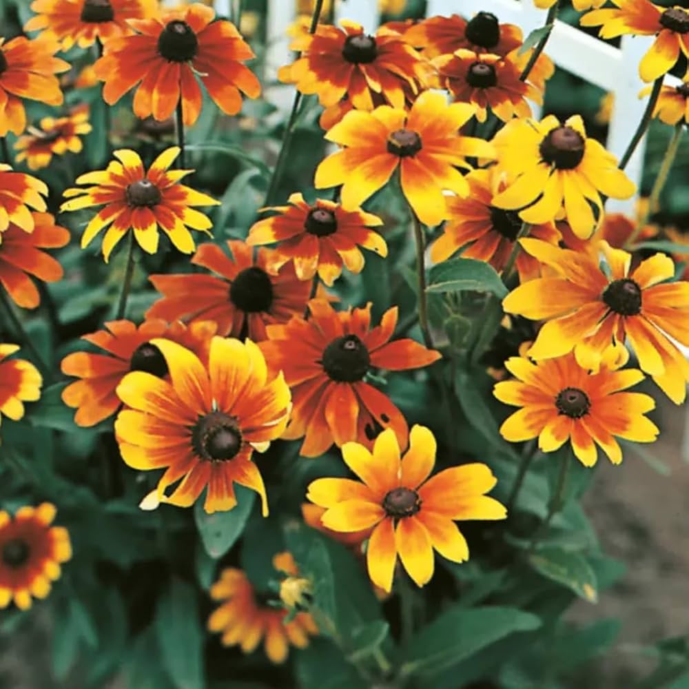 Mixed Rudbeckia Flower seeds for Planting - Compact Growth, Heirloom & GMO Free Seeds for Home Garden