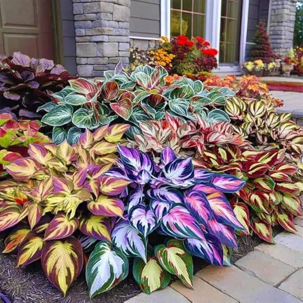Hosta Perennial Flower seeds for Planting Premium Quality Heirloom & GMO Free Seeds for Home Garden