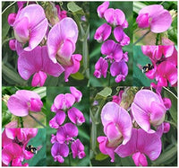 Lathyrus Latifolius Flower seeds for Planting - Seasonal Bloomer, Heirloom & GMO Free Seeds for Home Garden