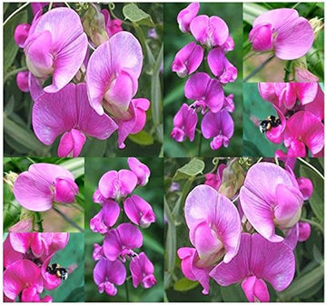 Lathyrus Latifolius Flower seeds for Planting - Seasonal Bloomer, Heirloom & GMO Free Seeds for Home Garden