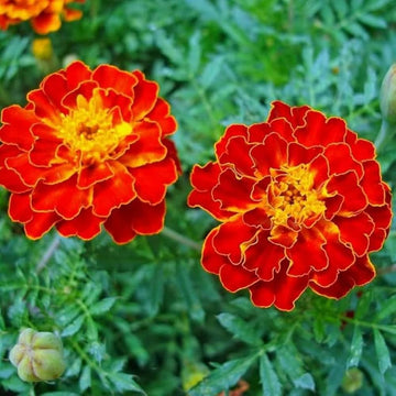 Red Flower Pot Flower seeds for Planting - Vibrant Colors, Heirloom & GMO Free Seeds for Home Garden
 
 Sale seeds for home garden