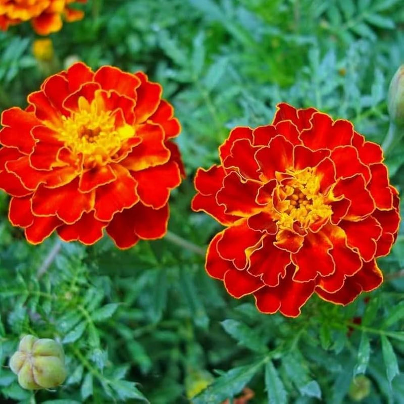 Red Flower Pot Flower seeds for Planting - Vibrant Colors, Heirloom & GMO Free Seeds for Home Garden
 
 Sale seeds for home garden