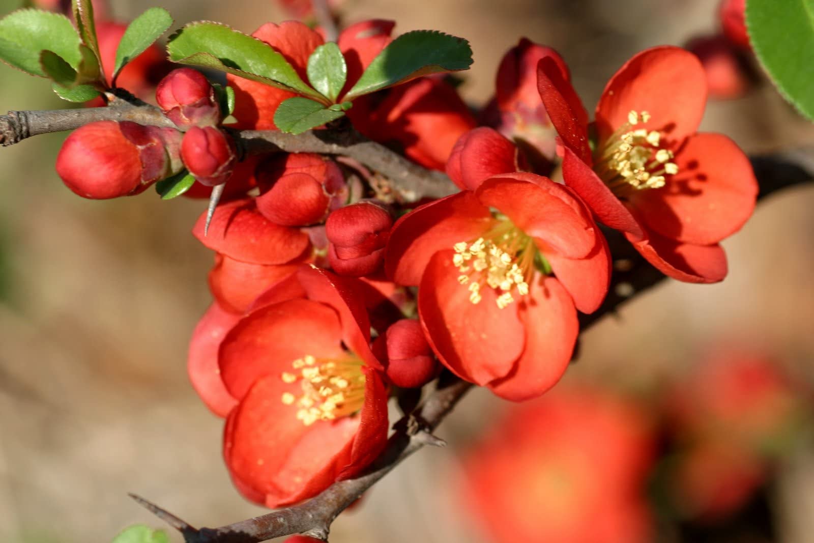Orange Chaenomeles Flower Seeds for Planting  Vibrant Blooms