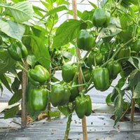 Capsicam Vegetable Seeds for Easy Planting