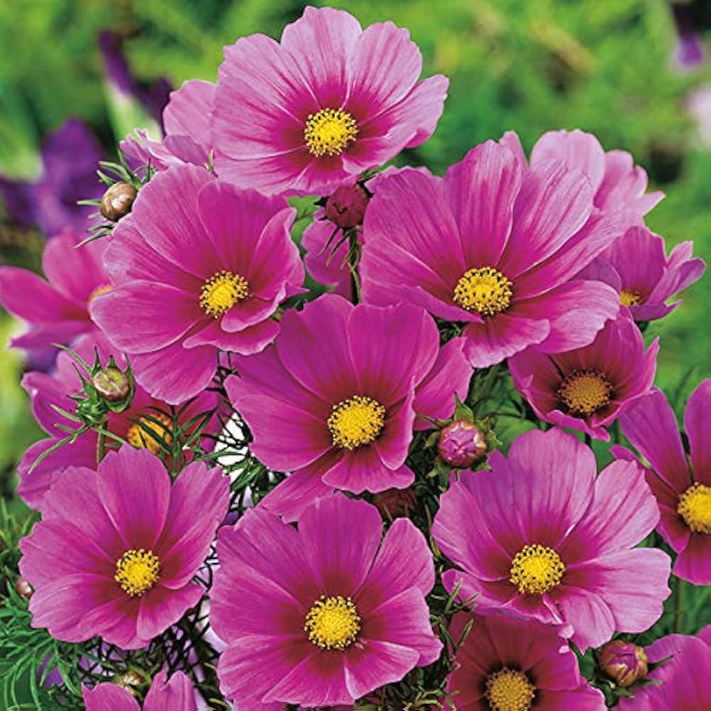 Cosmos Shells Mix Flower Seeds for unique shell-like petals in garden