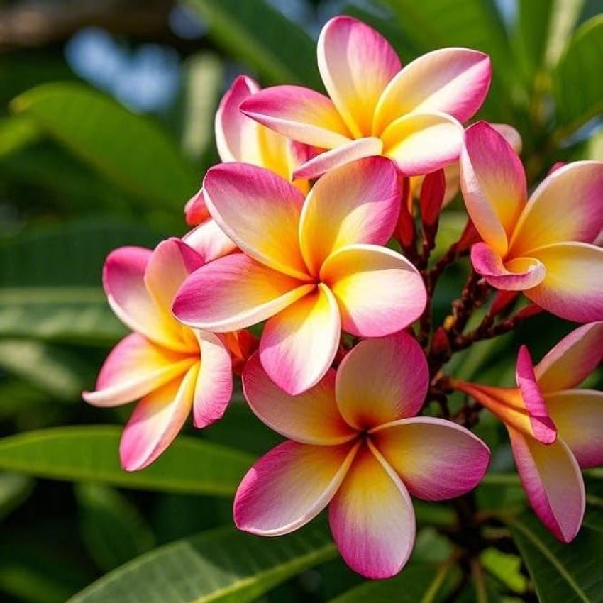 Mixed Frangipani Flower seeds for Planting - Vibrant Colors, Heirloom & GMO Free Seeds for Home Garden