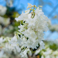 White Jacaranda Flower seeds for Planting Premium Quality Heirloom & GMO Free Seeds For Home Garden 
 
 Sale