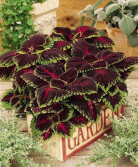 Coleus Wizard Coral Sunrise Seeds for Planting flower bed
