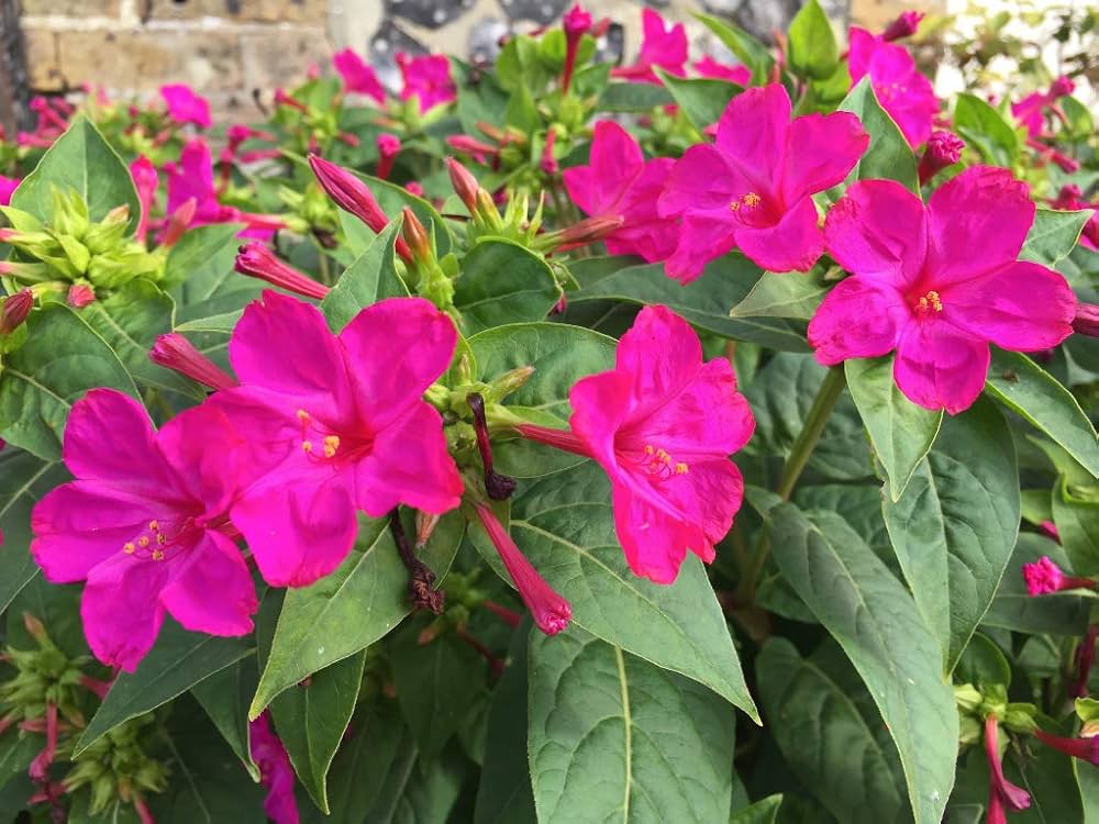 Jalapa Flower seeds for Planting - Vibrant Colors, Heirloom & GMO Free Seeds for Home Garden