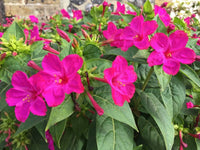 Jalapa Flower seeds for Planting - Vibrant Colors, Heirloom & GMO Free Seeds for Home Garden