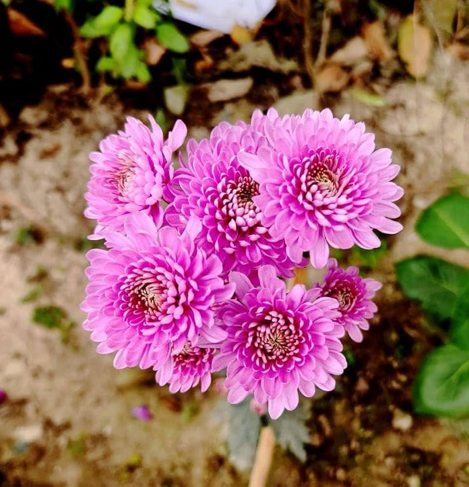 Yellow Pink Chrysanthemum Flower seeds for Planting Cut Flower Favorite Heirloom & GMO Free Seeds for Home Garden 
 
 Sale