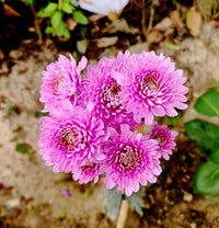 Yellow Pink Chrysanthemum Flower seeds for Planting Cut Flower Favorite Heirloom & GMO Free Seeds for Home Garden 
 
 Sale