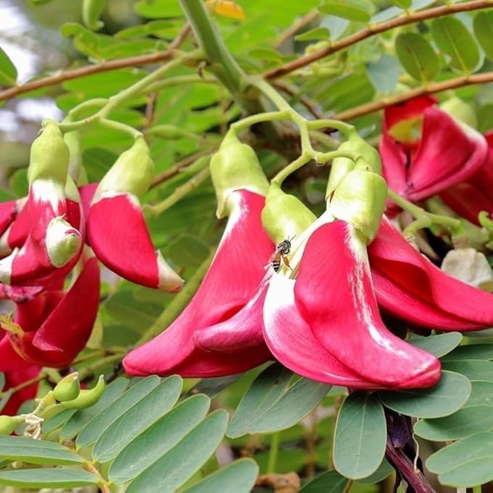 Pink Sesbania Grandiflora Flower seeds for Planting Easy to Grow Heirloom & GMO Free Seeds for Home Garden
 
 Sale