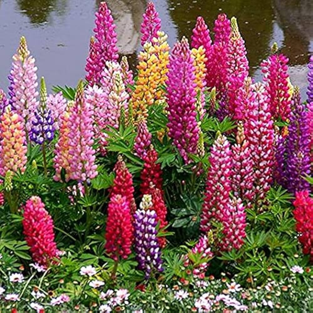 Velvet Lupine Flower Seeds – Perennial Ground Cover Plant