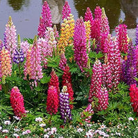 Velvet Lupine Flower Seeds – Perennial Ground Cover Plant