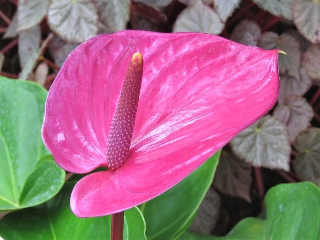 Pink (Pink Anthurium) seeds for planting in home garden