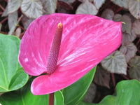 Pink (Pink Anthurium) seeds for planting in home garden