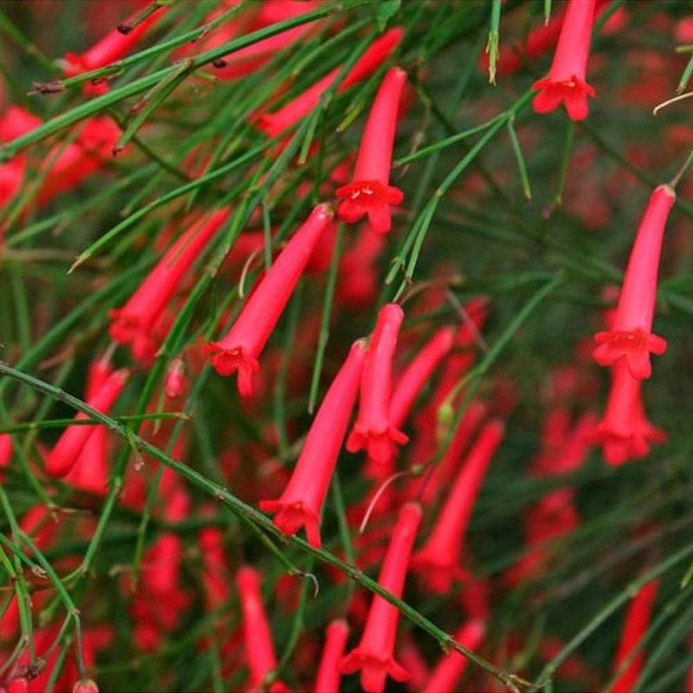 Russelia Flower seeds for Planting - Hardy Variety, Heirloom & GMO Free Seeds for Home Garden