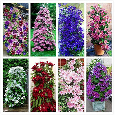 100 Pcs