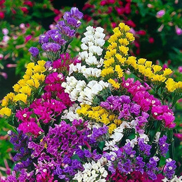 Limonium Flower seeds for Planting Perfect for Borders Heirloom & GMO Free Seeds for Home Garden