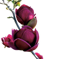 Purple Yula Magnolia Flower Seeds for Rare Blooming Trees