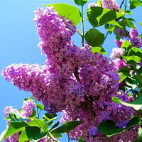 Purple Fragrant Flower seeds for Planting - Compact Growth, Heirloom & GMO Free Seeds for Home Garden
 
 Sale seeds for planting in home garden