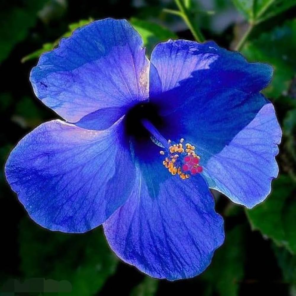 Blue White Hibiscus Flower seeds for Planting Sun Loving Heirloom & GMO Free Seeds for Home Garden 
 
 Sale