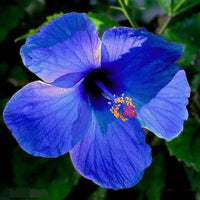 Blue White Hibiscus Flower seeds for Planting Sun Loving Heirloom & GMO Free Seeds for Home Garden 
 
 Sale