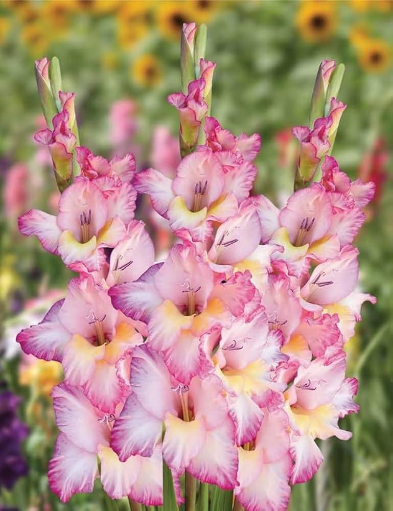 Soft Pink Yellow Gladiolus Flower Seeds for Planting Wildflower Mix Heirloom & GMO Free Seeds for Home Garden
 
 Sale