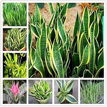 100 Pcs