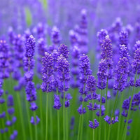 Lavender Flower seeds for Planting - Premium Quality, Heirloom & GMO Free Seeds for Home Garden