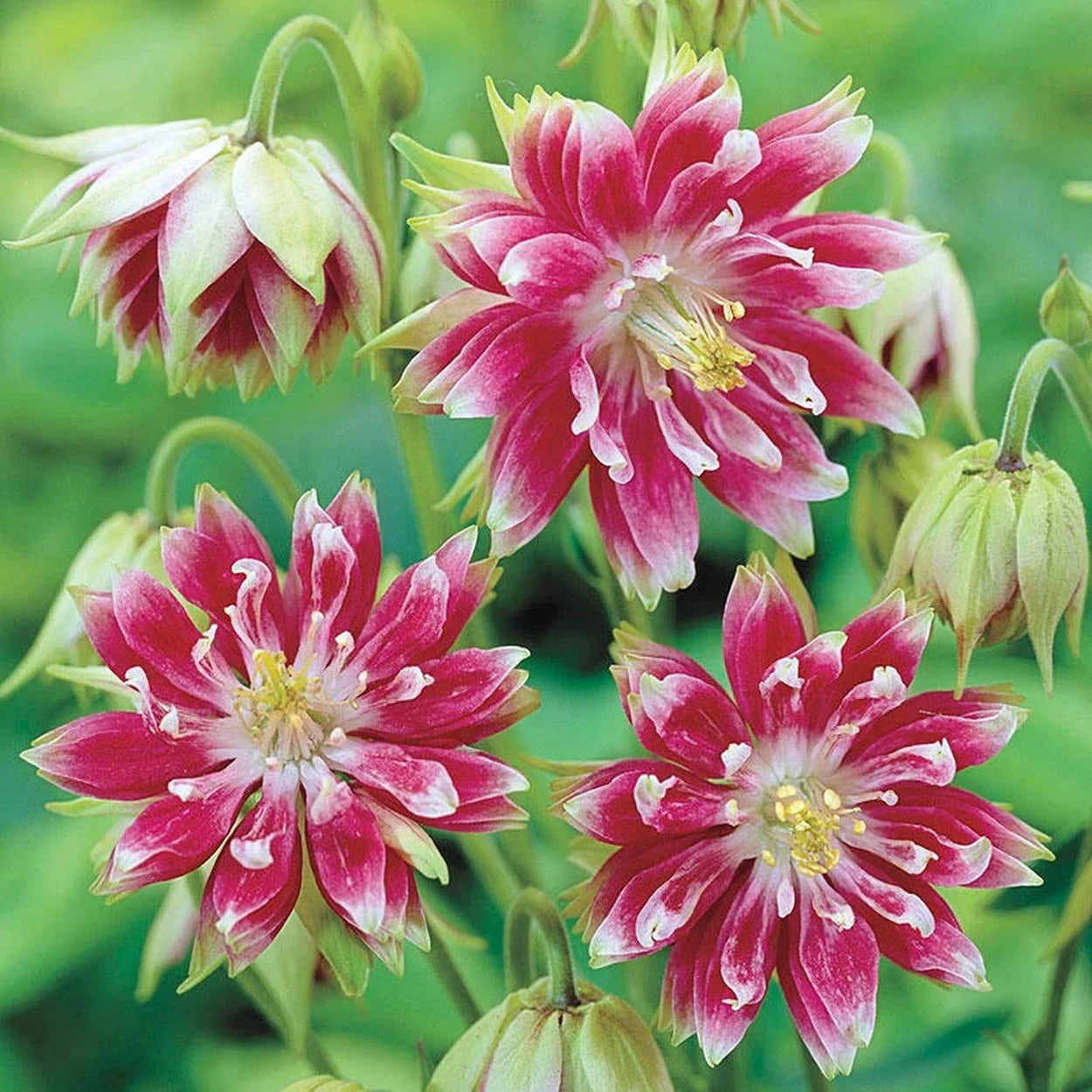 Barlow Columbine Flower seeds for Planting Shade Tolerant Heirloom & GMO Free Seeds for Home Garden