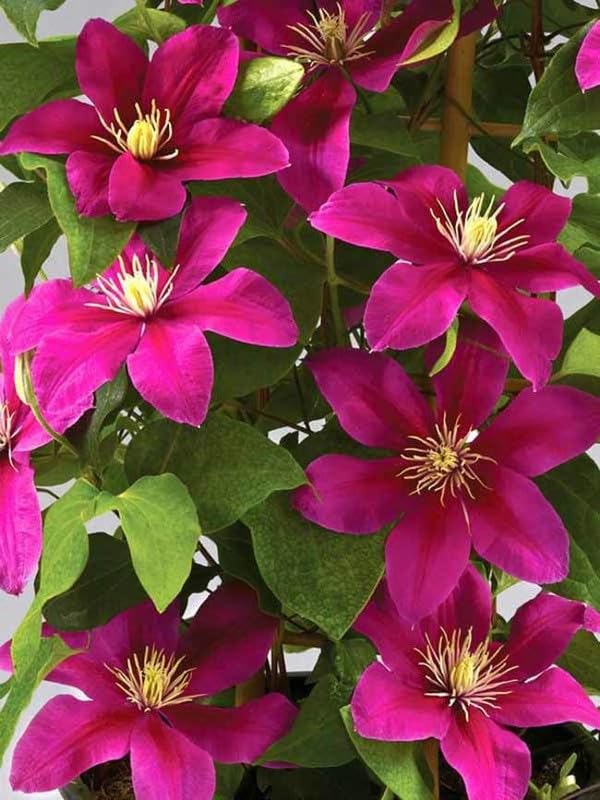 Pink Yellow Clematis Flower seeds for Planting - Cottage Garden Essential, Heirloom & GMO Free Seeds for Home Garden