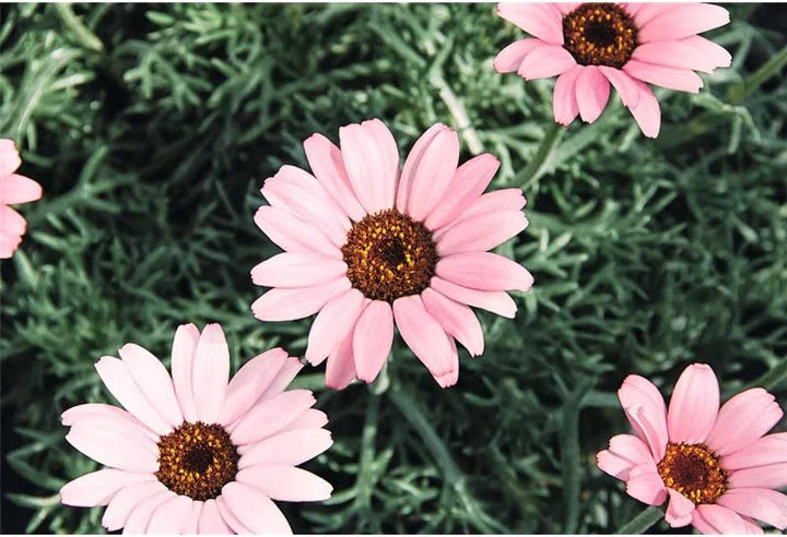 Pink Leucanthemum Flower seeds for Planting - Wildflower Mix, Heirloom & GMO Free Seeds for Home Garden