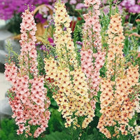 Oxtail Verbascum Flower seeds for Planting Premium Quality Heirloom & GMO Free Seeds for Home Garden